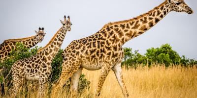 Migrena szyjna - czy istnieje taka choroba?