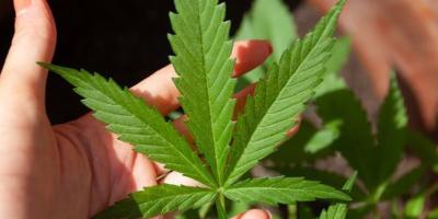 Medyczna marihuana a choroby oczu - lekarstwo czy zagrożenie?