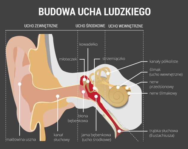 infografika: budowa ucha ludzkiego