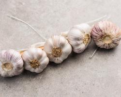 Czosnek leczy raka? Nie! Weryfikuj informacje!